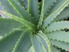 Positive Wirkung Aloe Vera Saft