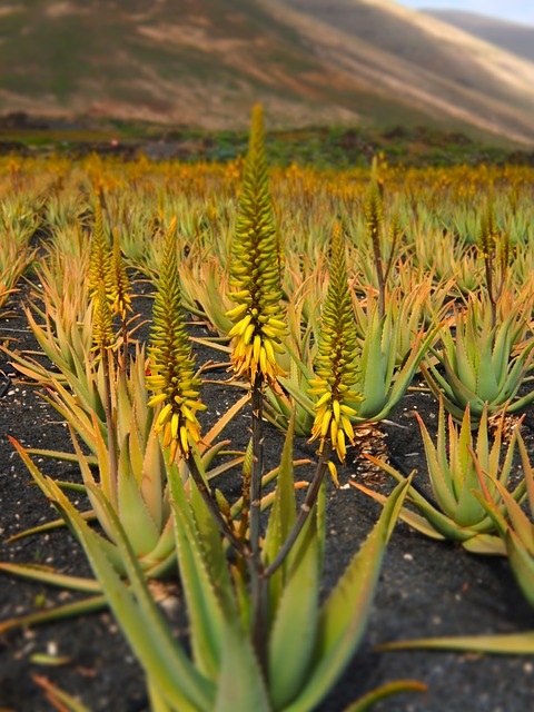 wunderwaffe_gesundheit_aloe_vera_saft