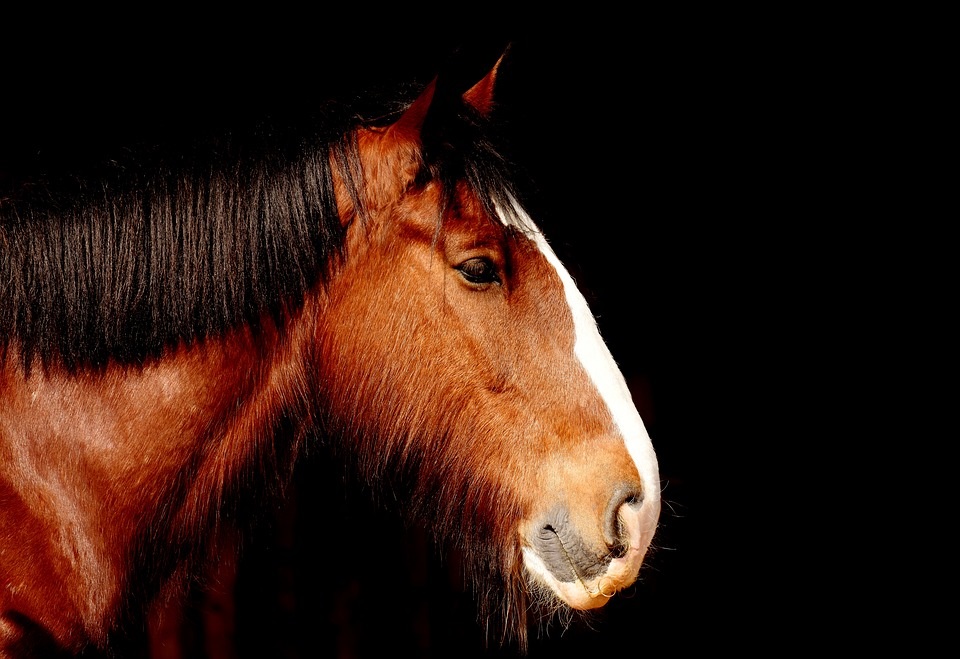 10 Gesundheitstipps die wir von Pferden lernen können