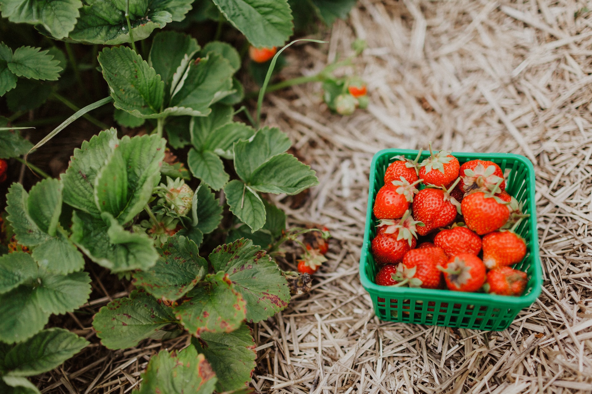 Darf ich mit einer Nussallergie Erdbeeren essen?